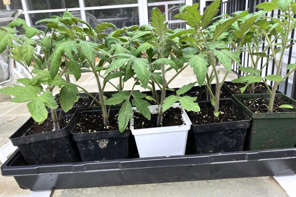 A tray of 10 tomato transplants, each about 8 inches tall and growing in 4-inch square containers, sitting on a table outdoors.