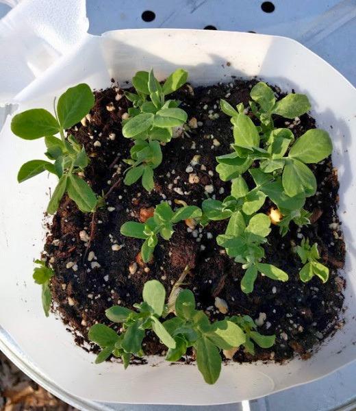 Small pea seedlings grown outdoors in a plastic container with a hinged lid.
