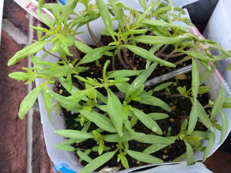 Closely-spaced young tomato seedlings growing in the bottom half of a one-gallon milk jug.