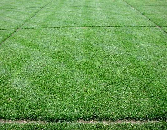 Uniform turf-type tall fescue lawn with dense, fine-textured green grass arranged in rectangular test plots. Subtle color variation shows alternating lighter and darker green sections, with clean edges separating each plot. The grass canopy appears even and well-maintained, forming a continuous, closely mowed surface under bright daylight.