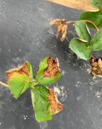 Leaf necrosis on Strawberry plug plants. 