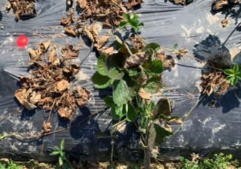 Strawberry plant on black plastic mulch surrounded by weeds and dried leaves.