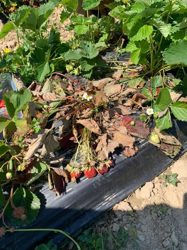Strawberry plant with browning leaves and ripening fruit growing through black plastic mulch.