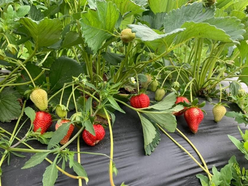 Strawberry plants with red and unripe fruit growing on black plastic mulch.