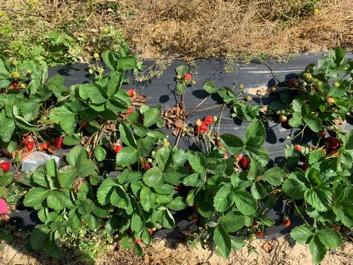 Row of strawberry plants with ripe red berries growing on black plastic mulch.