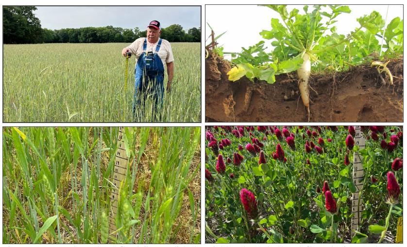 Four-panel collage of cover crops and small grains. Top left: A man stands in a field of cereal rye, holding a tape measure; the rye reaches chest height. Top right: A soil pit cross section shows a daikon radish with green leaves above ground and a long taproot extending deep into the soil. Bottom left: Wheat at the heading stage grows in a field beside a measuring stick indicating approximately 20 inches of growth. Bottom right: A field of crimson clover in full bloom, covered with vibrant flowering plant