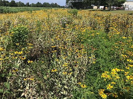 Pollinator strip showing flowering sunflowers, black-eyed Susan's, and wild bergamot. Can see tasseling corn on side of pollinator strip.