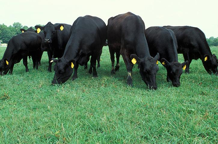 A herd of cows grazing in a grassy field.