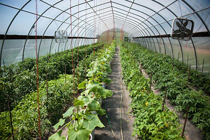 High tunnel with five rows of crops planted