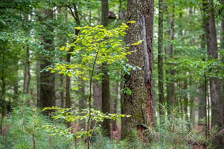 Lush green forest with mature deciduous trees in background and a deciduous seedling and young conifer trees in foreground.