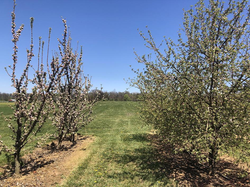 Ten-year-old apple trees planted at 9-by-16-foot spacing, showing upright, conical MD-TAP1 trees (left) and larger, rounded CP 101 trees (right) on M.111 rootstock.