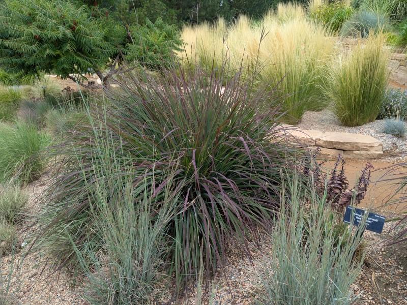 A larger clump of a reddish-blushed blue-green grass grows in a grass-themed garden behind a more slender, shorter clump of blue-green grass.
