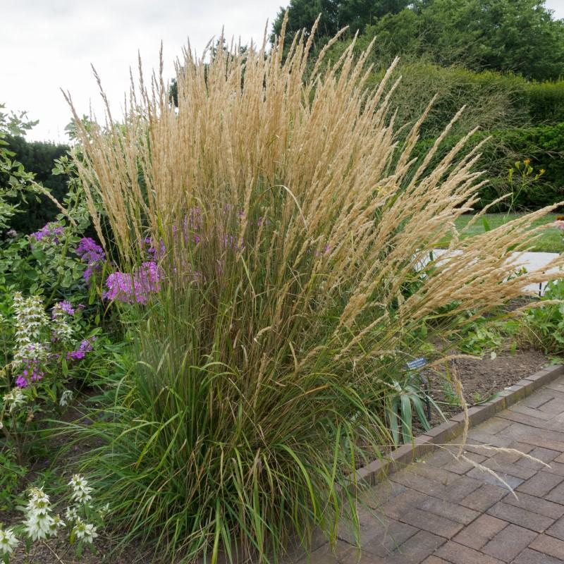 A clump of green grass about three feet tall is topped with slender, feathery, tan-colored seed stalks reaching about six feet high.