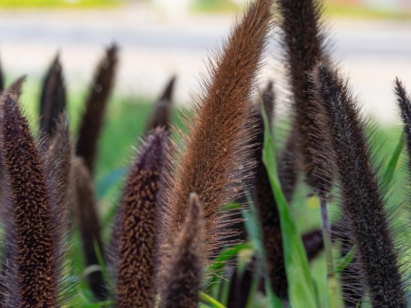 Close-up of the dark purple-brown flower spikes of a decorative variety of millet grass.