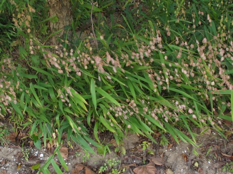 A cascade of broad green grass leaves at the base of a tree with dried, brown, oatlike seed heads hanging above them.