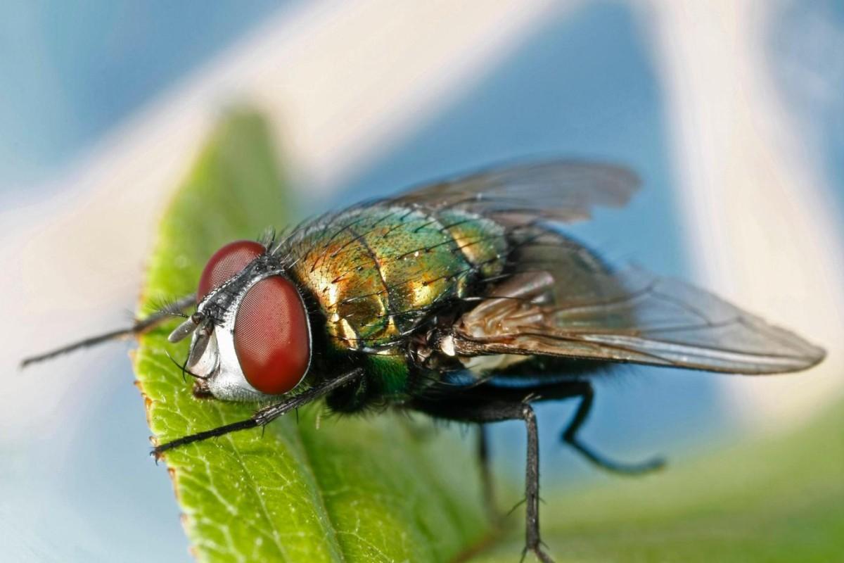 A red-eyed fly with a white face and metallic bronze-and-green body sits on a leaf.
