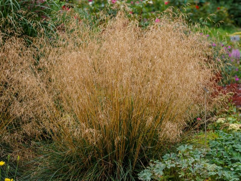 A broad clump of a short green grass with taller spikes of ripening seeds that create a dense cloud of golden-brown over the foliage.