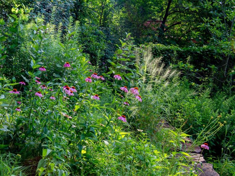 A clump of green grass with fluffy beige seed heads grows in a mixed perennial flower bed.