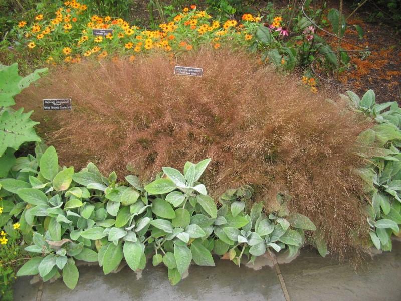 A cluster of short grass amid other perennials in a garden bed. The grass foliage is obscured by a cloud of tiny purplish-brown seed heads.