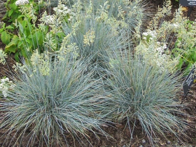 Several tufts of blue-green grasses with short pale green flower stalks, growing in front of white-flowered annuals.
