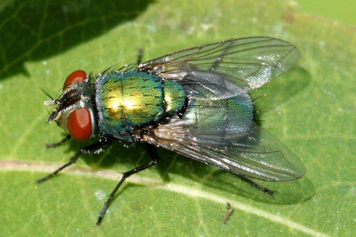 A red-eyed fly with a metallic yellowish-green body sits on a leaf.