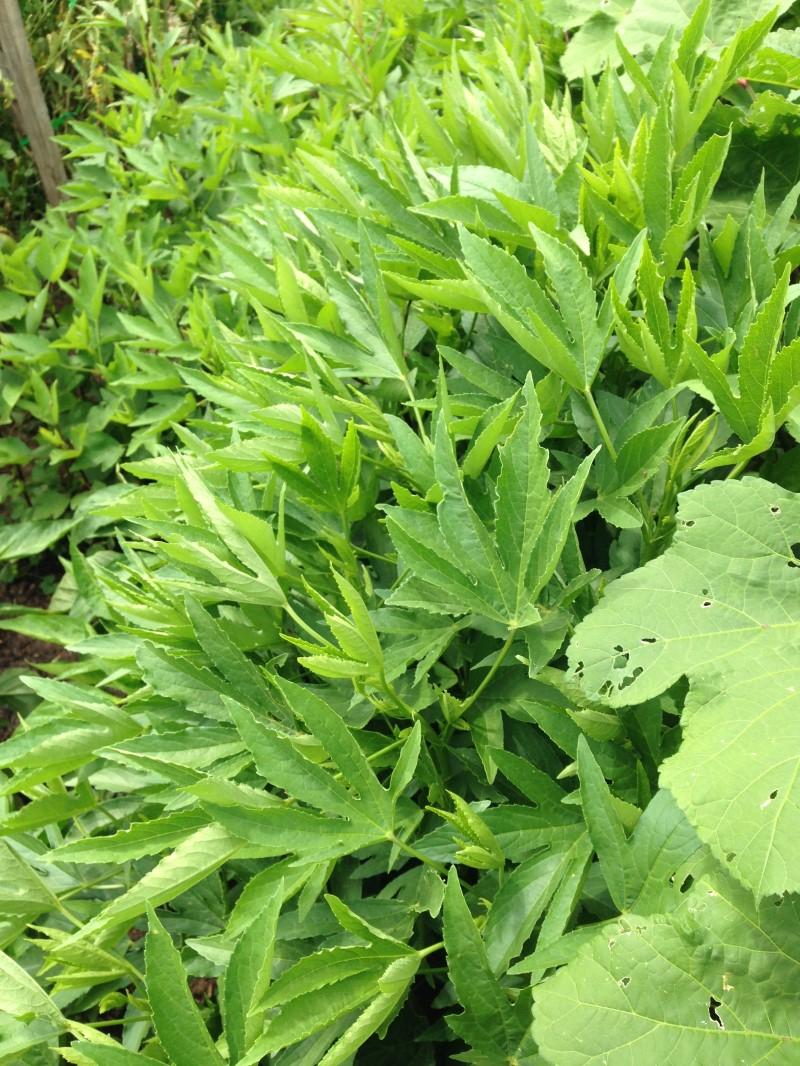 Tall plants with dense growth of solid-green leaves with five to seven slender lobes.