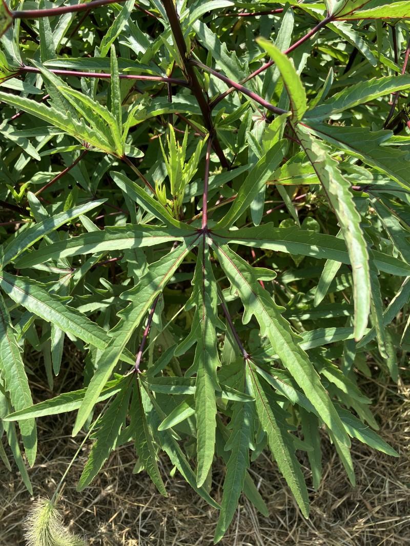 Close-up view of lacy-looking roselle leaves, with seven slender lobes per leaf and a dark red stem.
