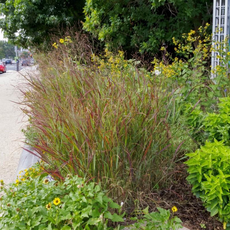 A mass of upright grass foliage with burgundy-blushed leaf tips growing in a garden bed alongside a city sidewalk.