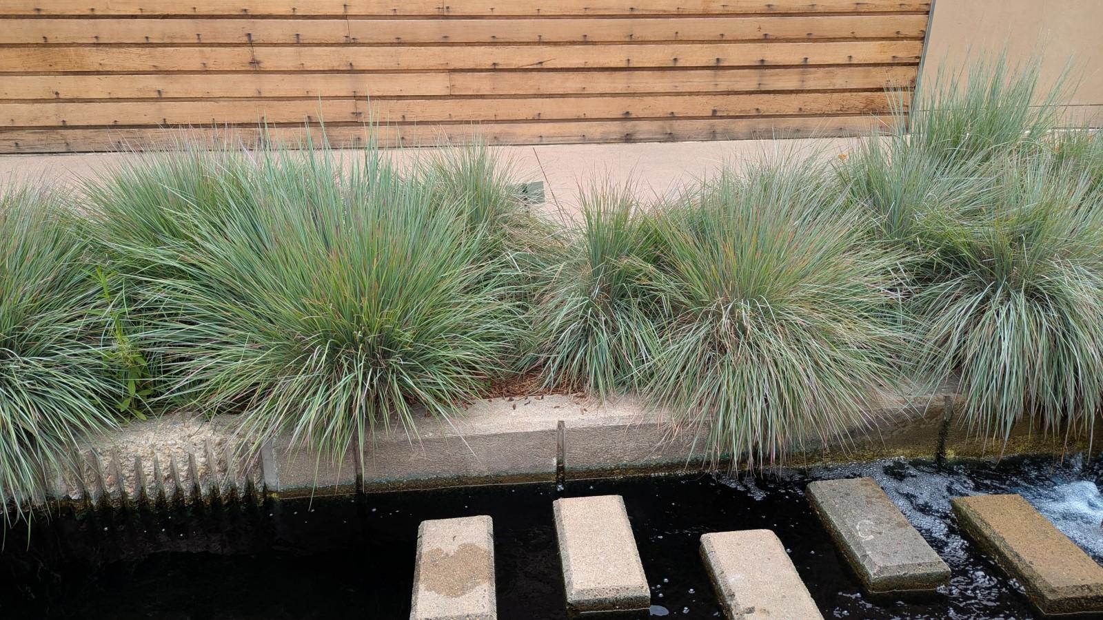 Tufted clumps of blue-green grass about two feet high, growing in a narrow garden bed between a sidewalk and a decorative pond with stepping stones.