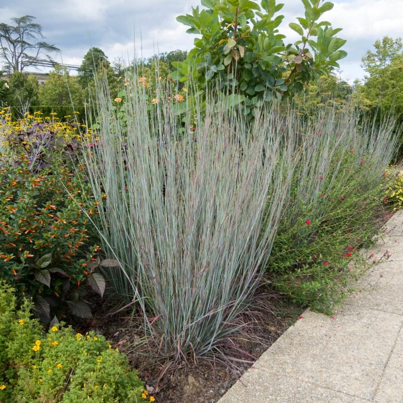A five-foot tall, upright clump of slender-leaved, blue-gray grass in a garden bed.