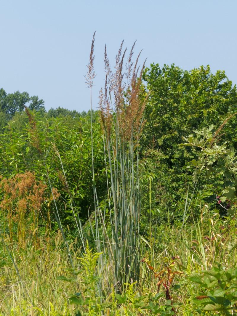 A slender specimen of Indiangrass rises several feet above neighboring meadow plants. The foliage is blue-green and the fluffy flower heads are golden-brown.