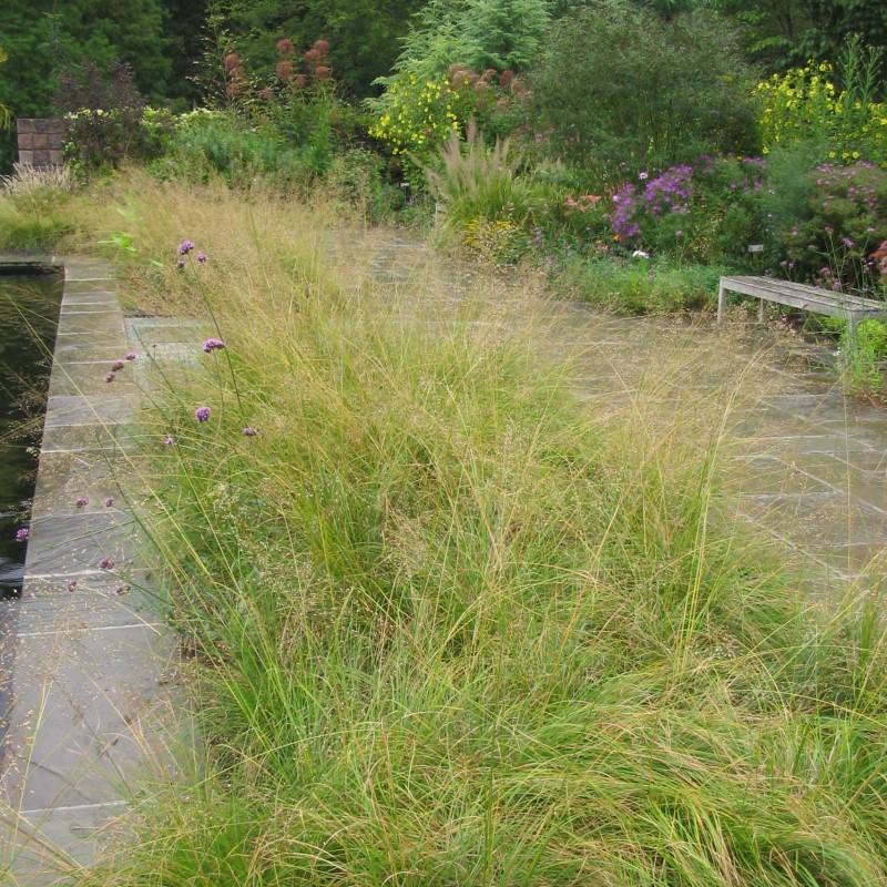 A mass planting of slender-leaved green grasses about one foot high, with airy golden-tan seed stalks rising over a foot above the foliage.