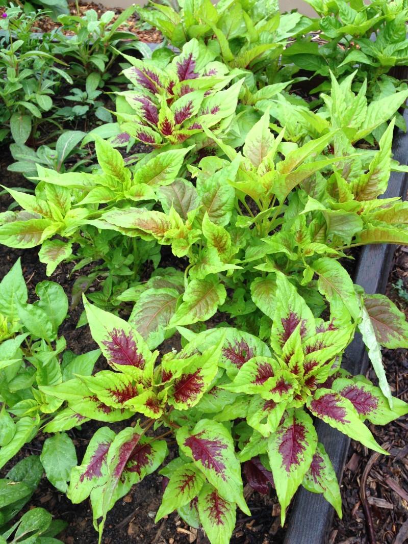 A cluster of short, lance-leaved plants with varying degrees of burgundy-red blotches in the center of each leaf.
