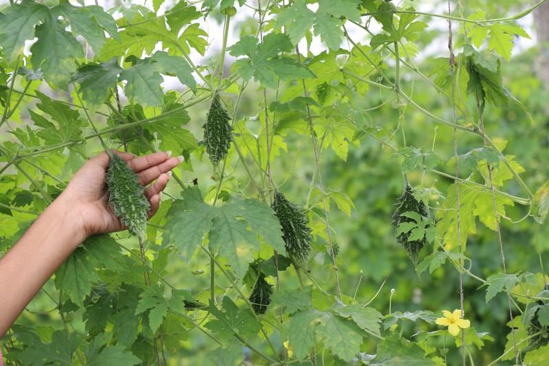 A person’s hand cradles an elongate, green, warty-skinned fruit hanging from a tangle of vine growth. The vine has multi-lobed leaves and a small, five-petaled yellow flower.