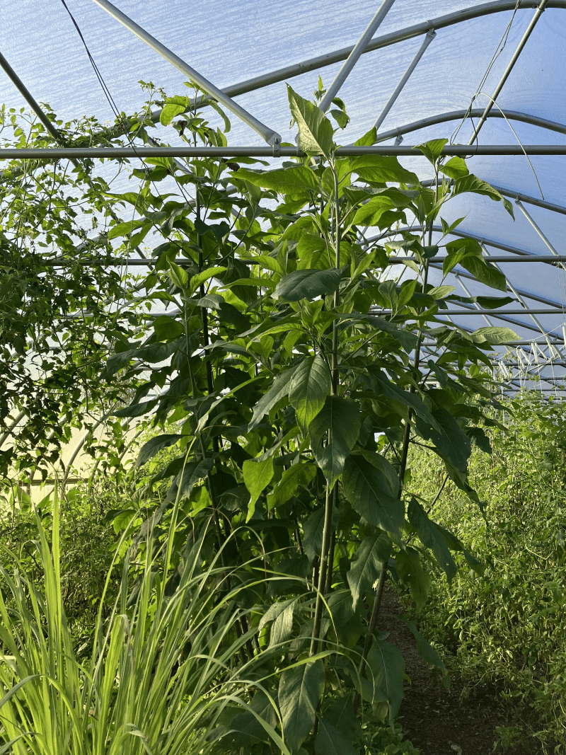 A leafy green plant about 7 feet tall is growing among other, shorter vegetables under a high-roofed greenhouse.