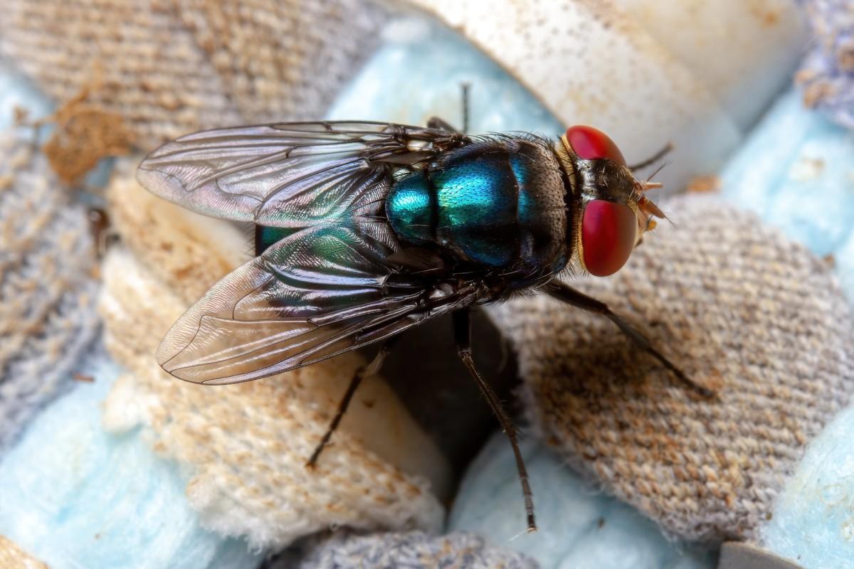 A red-eyed fly with a metallic teal-blue body sits on a piece of fabric.