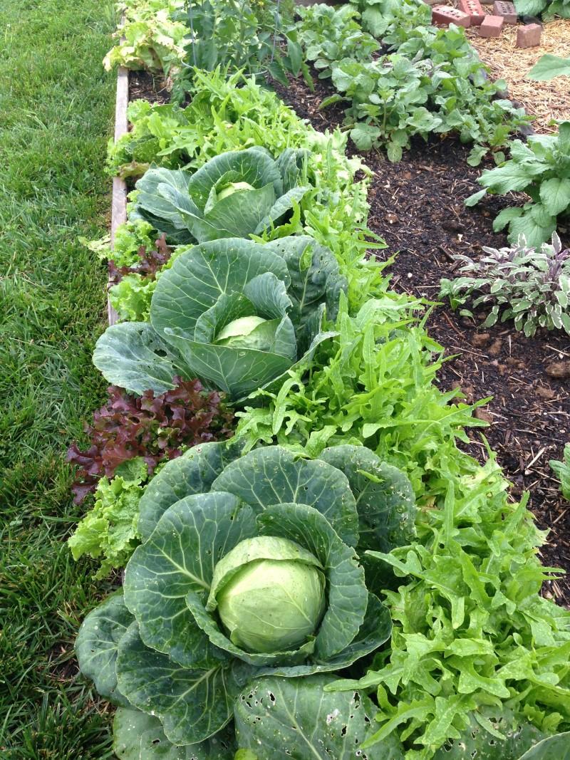 A row of large cabbage plants, spaced two feet apart, with heads ready for harvest. Smaller leaf lettuce plants fill the empty spaces around and between the cabbage plants.