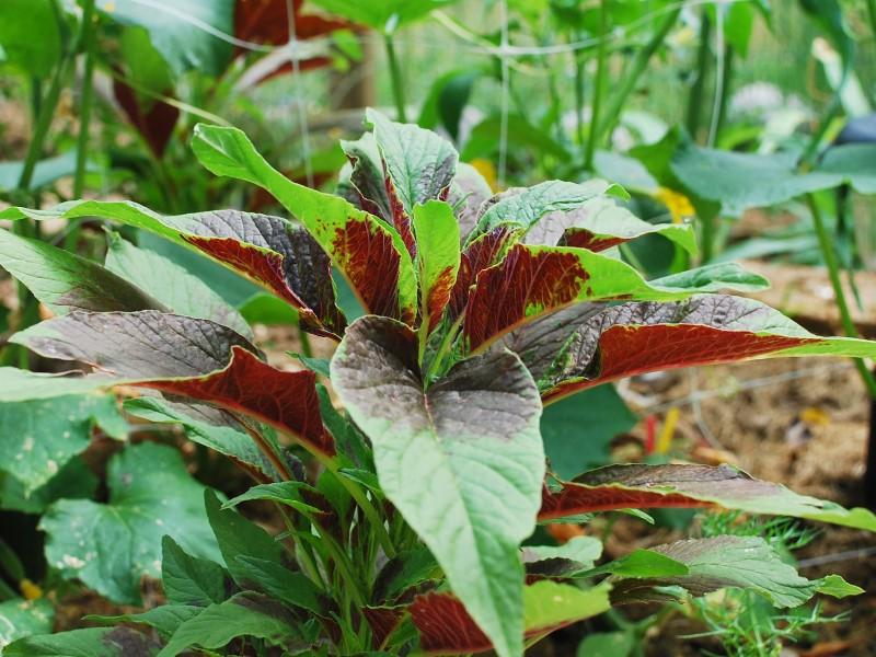 A short amaranth plant with lace-shaped leaves that have prominent burgundy-red patches near the leaf bases.