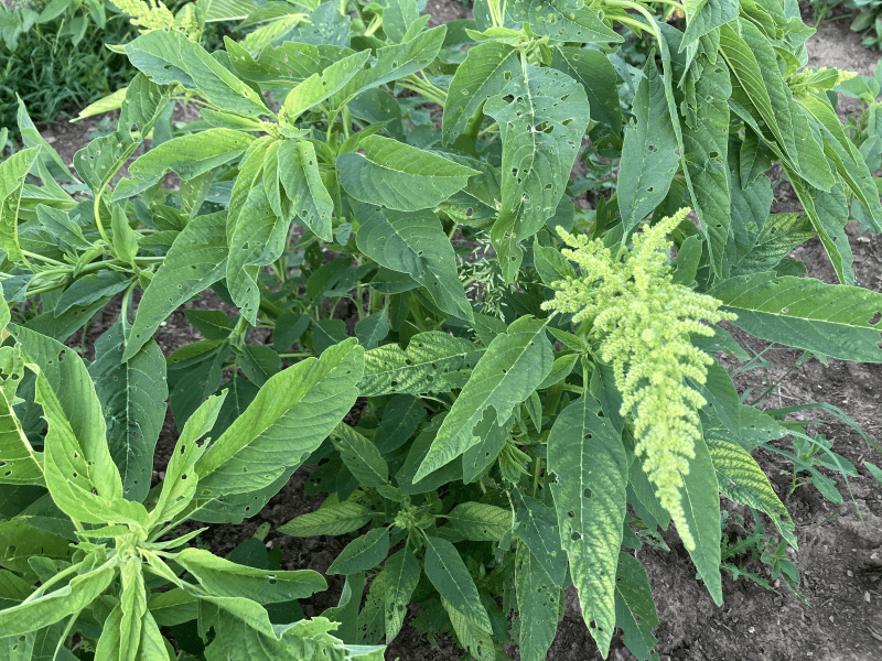 A clump of tall, green-leaved plants with lance-shaped foliage. The top of one stem bears a tapering cluster of abundant, small, lime-green ripening seeds.