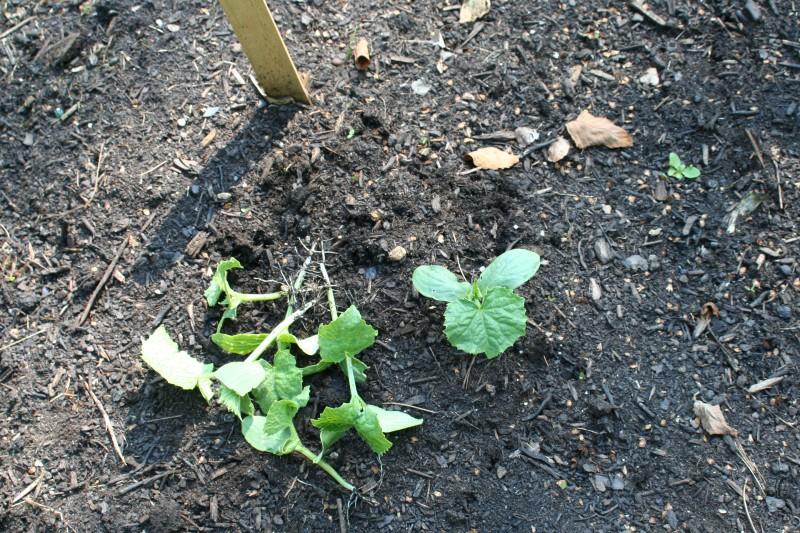 Six plants from a cluster of seven cucumber seedlings pulled up and lying on the soil, with one seedling still growing in the ground.
