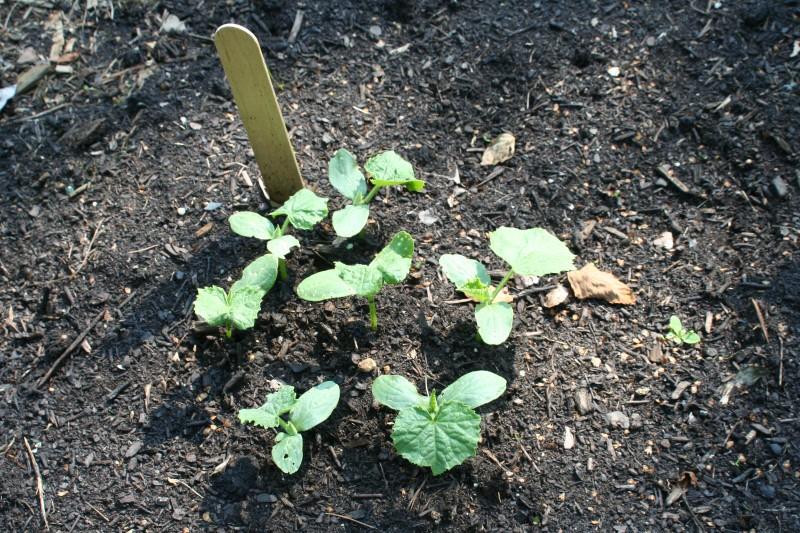 Seven cucumber seedlings clustered on a mound of soil.