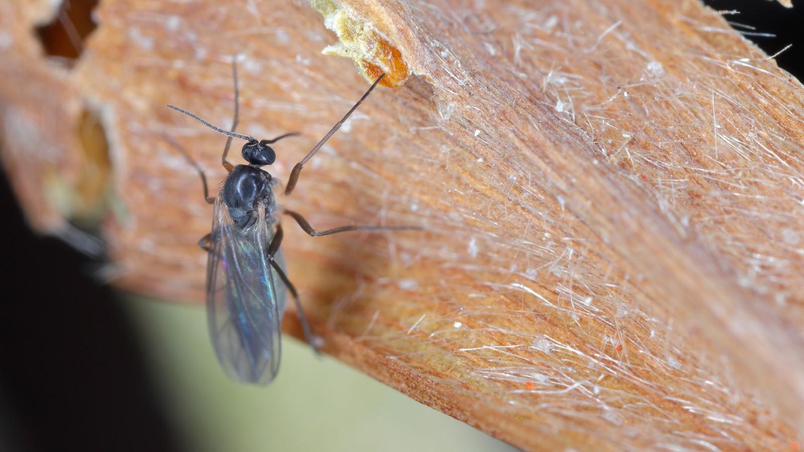 A small, dark-colored fly with smoky wings and long, slender legs sits on a plant stem.