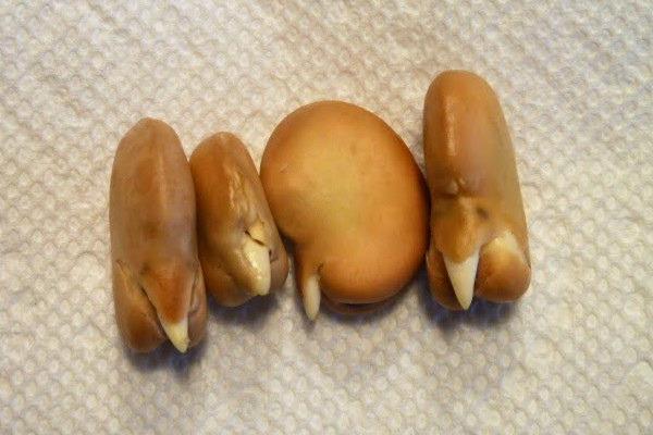 Four fava bean seeds,slightly swollen from a water soak, each having one short, pointed white root emerging.