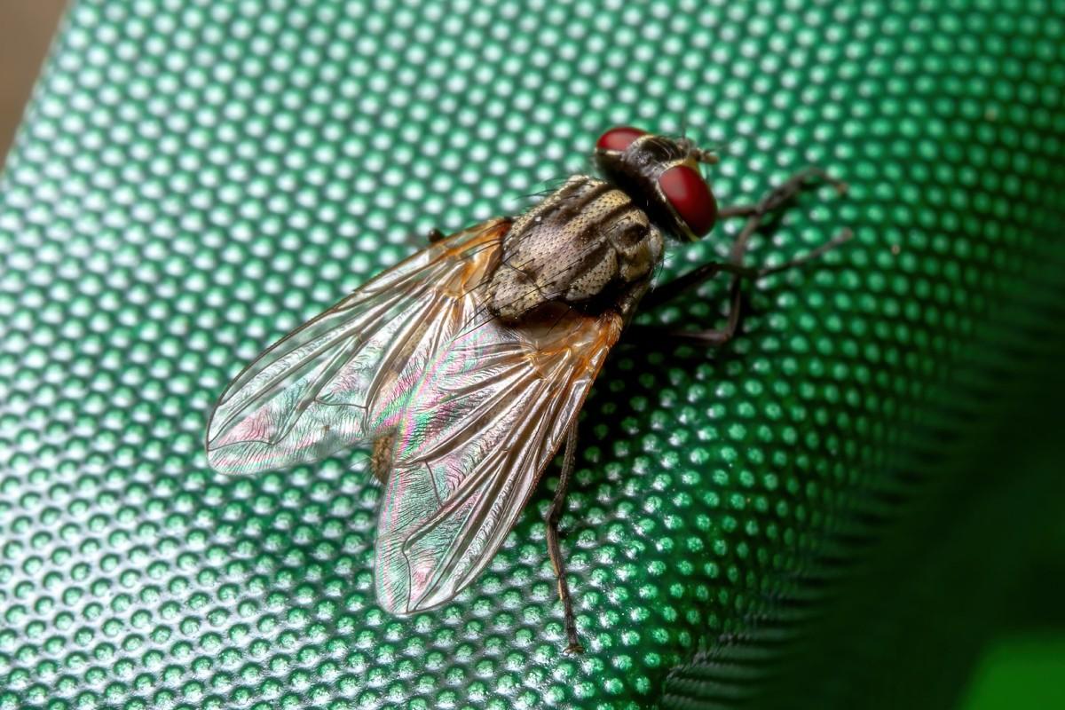 A red-eyed fly with black stripes on a gray body sites on a piece of fabric.