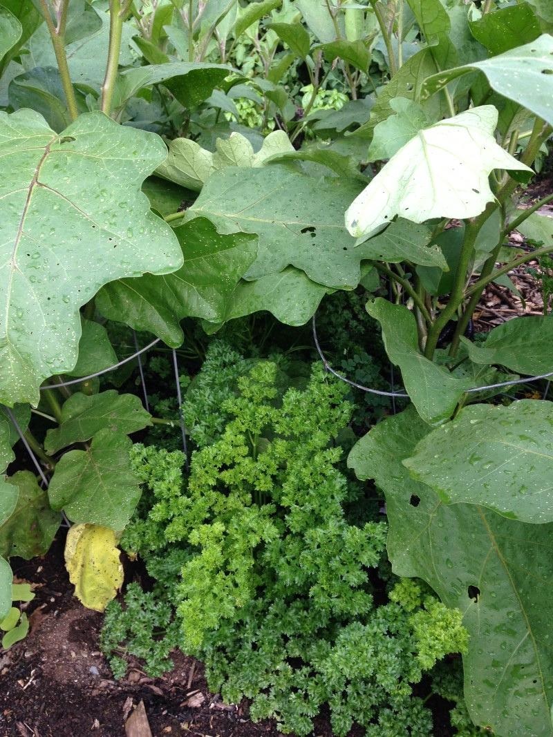 Curly parsley plants growing right next to, and partially under, the leaf canopy of taller eggplant plants.
