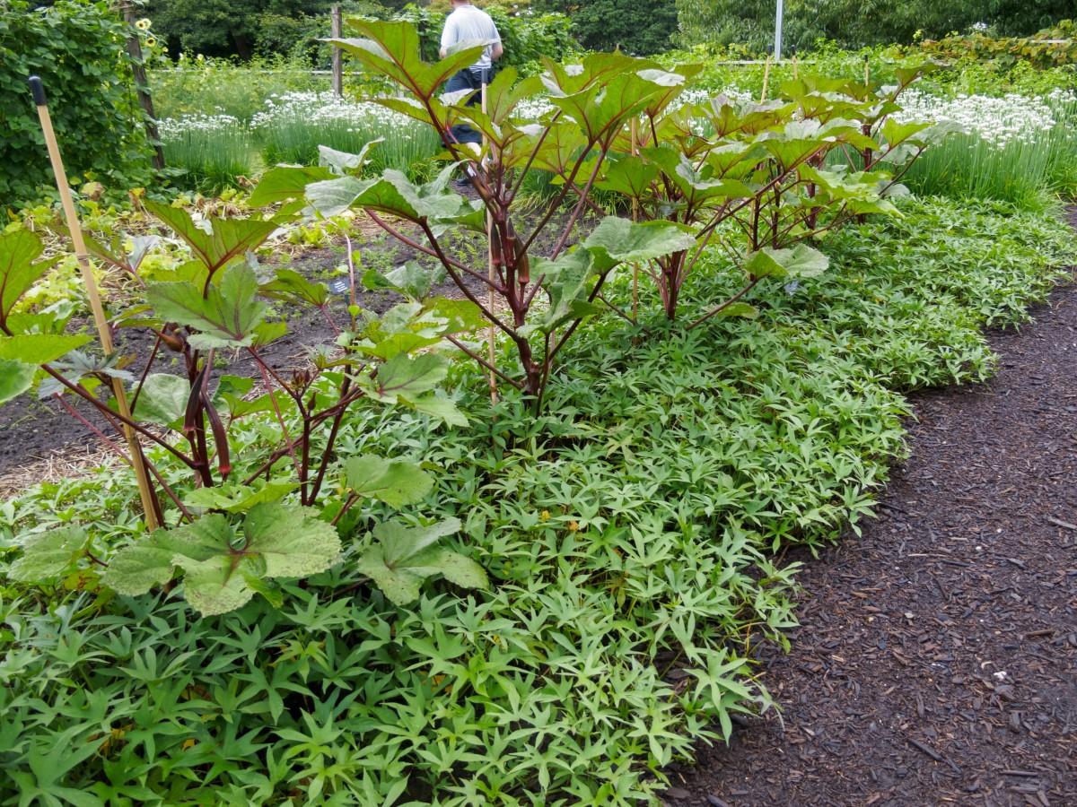 A wide vegetable bed with low-lying sweet potato foliage covering the bed and upright okra plants spaced 4 feet apart in a row down the middle of the bed.