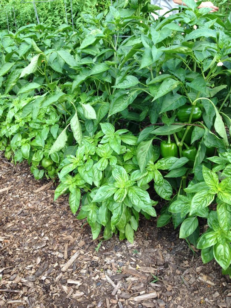 Basil plants growing right next to, and partially under, the leaf canopy of taller pepper plants.