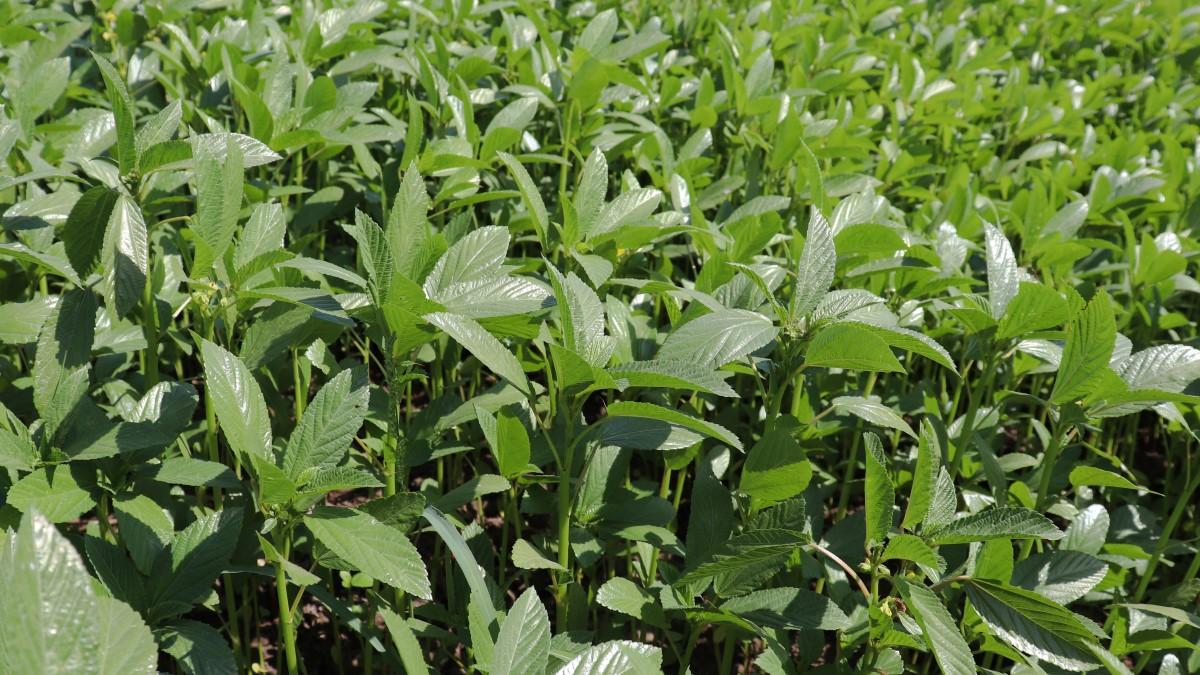 An expanse of uniform plants with unlobed, oblong green leaves.