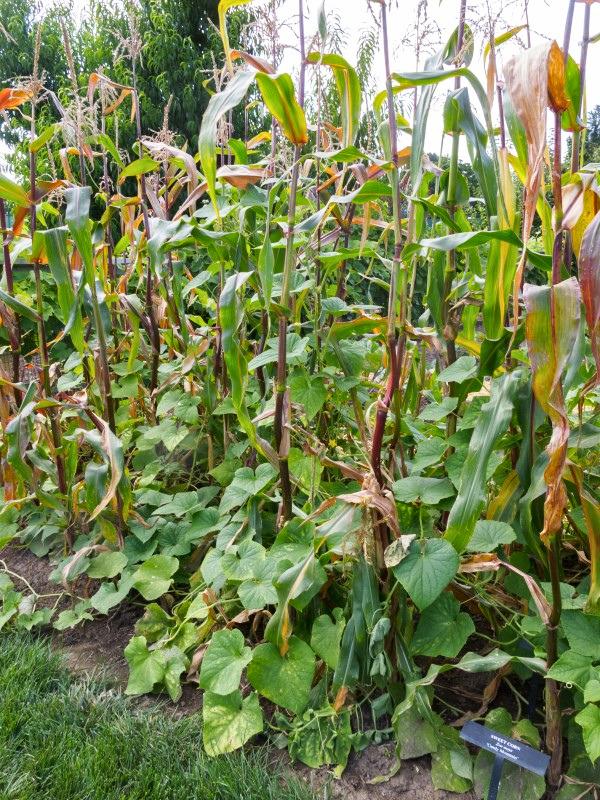 A block of mature corn plants with squash plant stems meandering between them.