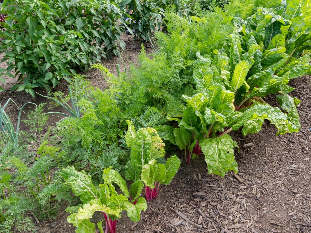 A vegetable garden with rows of carrots, Swiss chard, onions, and peppers.